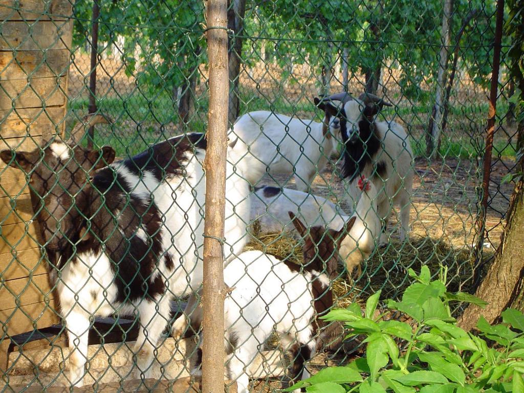 Sant'Andrea Agriturismo Con Cantina Martignago Vignaioli Asolo Prosecco Docg Wines Maser Eksteriør bilde