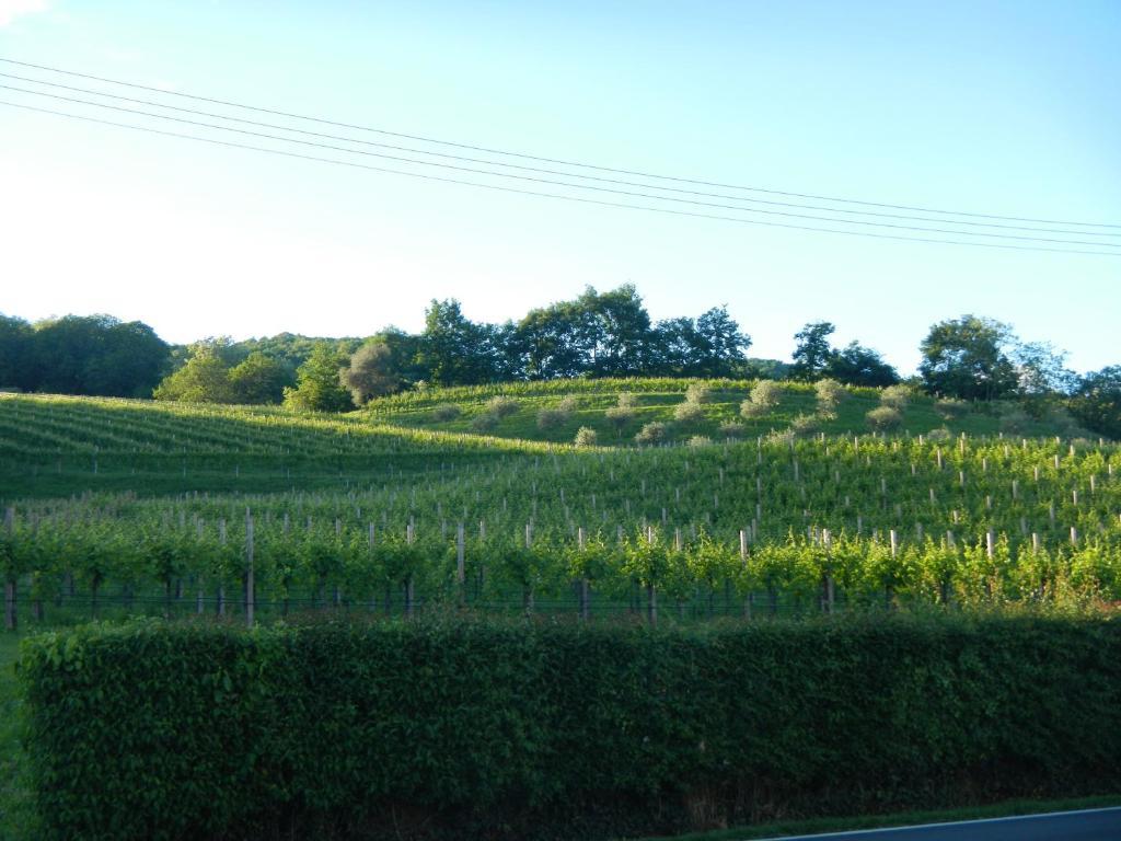 Sant'Andrea Agriturismo Con Cantina Martignago Vignaioli Asolo Prosecco Docg Wines Maser Eksteriør bilde